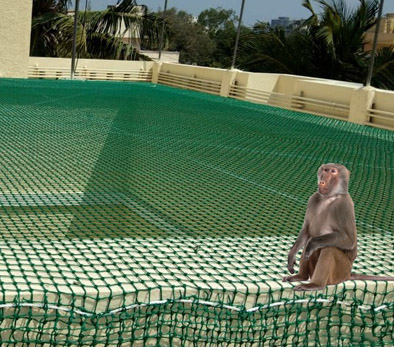 Monkey Safety Nets