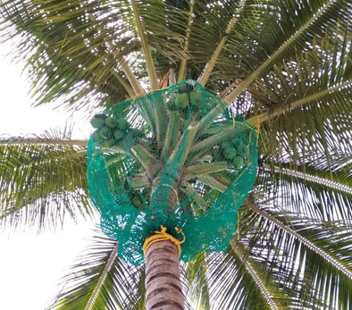 Coconut Tree Safety Nets